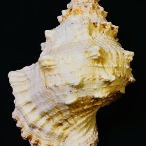 Original Big Laxmi Shankh - Authentic & Genuine - Image 3