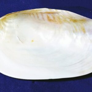 Natural Shipe Shankh 21cm+ Original & Authentic - Image 2