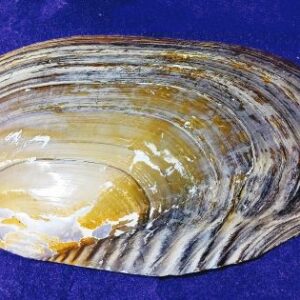 Natural Shipe Shankh 21cm+ Original & Authentic - Image 1