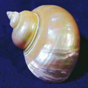 Natural Moti Shipe Shankh - Original & Authentic - Image 4