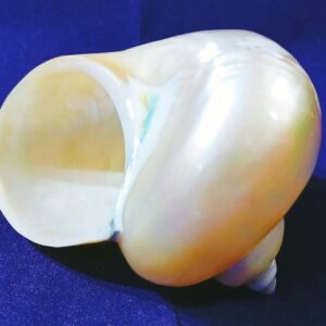Natural Moti Shipe Shankh - Original & Authentic - Image 3