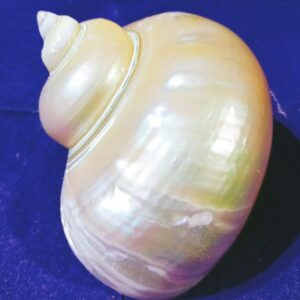 Natural Moti Shipe Shankh - Original & Authentic - Image 2