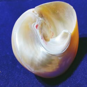 Natural Moti Shankh - Original & Authentic - Image 2