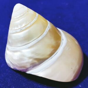 Natural Moti Shankh - Original & Authentic - Image 3