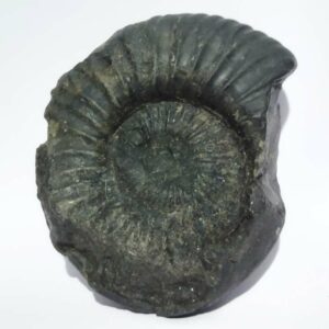 Kuber Shaligram 251 Gram Very Rare Shaligram - Image 1