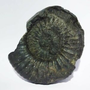 Kuber Shaligram 251 Gram Very Rare Shaligram - Image 3