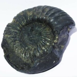 Kuber Shaligram 251 Gram Very Rare Shaligram - Image 4