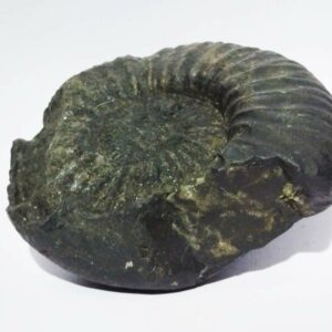 Kuber Shaligram 251 Gram Very Rare Shaligram - Image 5