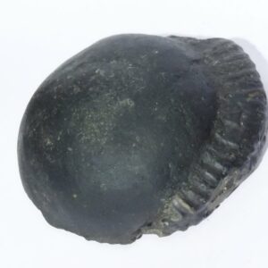 Kuber Shaligram 251 Gram Very Rare Shaligram - Image 6