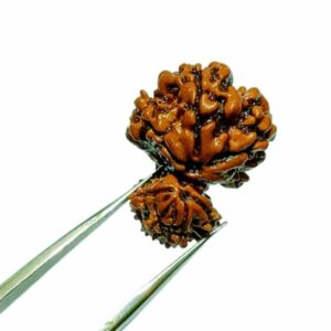 Natural 8 Mukhi Garbh Gauri Rudraksha & Lab- Certified 23.6 mm - Image 2
