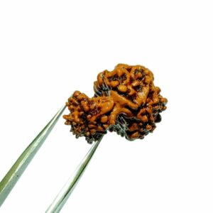 Natural 8 Mukhi Garbh Gauri Rudraksha & Lab- Certified 23.6 mm - Image 3