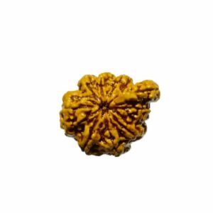 Original Sawaar Rudraksha (Nepali) Bead 2.3 gm - 23.9 mm With X-ray Report - Image 2