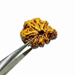 Original Sawaar Rudraksha (Nepali) Bead 2.3 gm - 23.9 mm With X-ray Report - Image 3