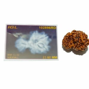 Natural 8 Mukhi Garbh Gauri Rudraksha & Lab- Certified 23.6 mm - Image 5