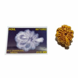 Original Sawaar Rudraksha (Nepali) Bead 2.3 gm - 23.9 mm With X-ray Report - Image 4