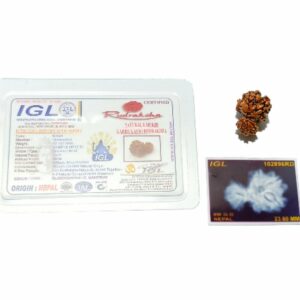 Natural 8 Mukhi Garbh Gauri Rudraksha & Lab- Certified 23.6 mm - Image 4