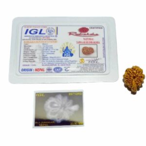Original Sawaar Rudraksha (Nepali) Bead 2.3 gm - 23.9 mm With X-ray Report - Image 5