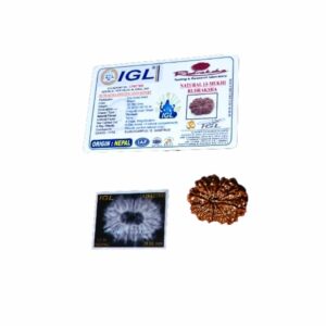 Abhimantrit 13 Mukhi Rudraksha bead(Nepali) With X-ray Report & Certified 29mm & 5.3 gram - Image 2