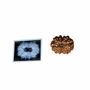 Abhimantrit 13 Mukhi Rudraksha bead(Nepali) With X-ray Report & Certified 29mm & 5.3 gram - Image 4