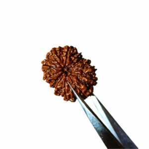 Abhimantrit 13 Mukhi Rudraksha bead(Nepali) With X-ray Report & Certified 29mm & 5.3 gram - Image 3
