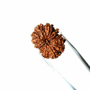 Abhimantrit 13 Mukhi Rudraksha bead(Nepali) With X-ray Report & Certified 29mm & 5.3 gram - Image 1