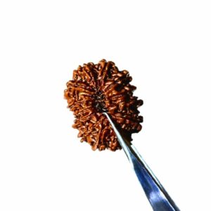 Abhimantrit 13 Mukhi Rudraksha bead(Nepali) With X-ray Report & Certified 29mm & 5.3 gram - Image 5