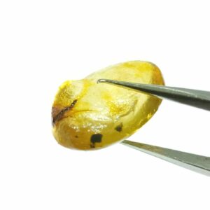 Original Amber stone 7.25 carat - Certified & Abhimantrit - Image 3