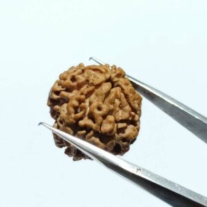 Nepali Faceless Rudraksha Bead (0 Mukhi Rudraksha) & Lab Certified - Image 3