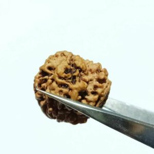 Nepali Faceless Rudraksha Bead (0 Mukhi Rudraksha) & Lab Certified - Image 4