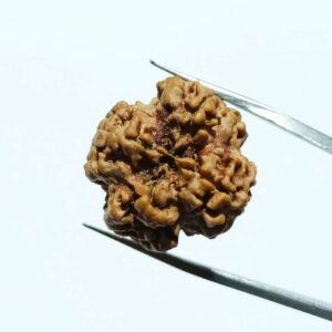 Nepali Faceless Rudraksha Bead (0 Mukhi Rudraksha) & Lab Certified - Image 5