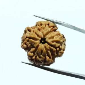 Nepali Faceless Rudraksha Bead (0 Mukhi Rudraksha) & Lab Certified - Image 1