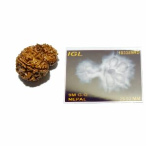 Abhimantrit 9 Mukhi Garbh Gauri Rudraksha 25.5mm With X-ray Report & Lab Certification - Image 2