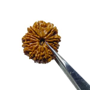 Nepali 14 Mukhi Rudraksha 4.3 gram & 25.6mm - Lab Certified, Original & Natural - Image 1
