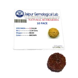 Abhimantrit Nepali 10 Mukhi Rudraksha bead in Silver Locket, Natural & Certified - Image 4