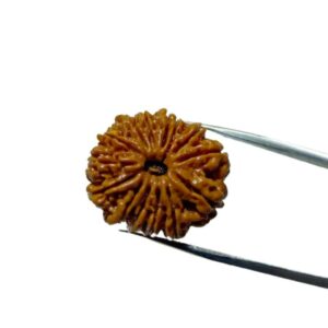 Nepali 14 Mukhi Rudraksha 4.3 gram & 25.6mm - Lab Certified, Original & Natural - Image 2