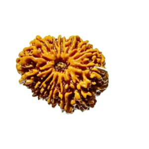 14 Mukhi Rudraksha 28.9 mm - Lab Certified (Nepal), Original & Natural - Image 3