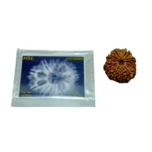 Nepali 14 Mukhi Rudraksha 4.3 gram & 25.6mm - Lab Certified, Original & Natural - Image 3