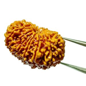 14 Mukhi Rudraksha 28.9 mm - Lab Certified (Nepal), Original & Natural - Image 4