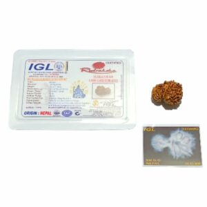 Abhimantrit 9 Mukhi Garbh Gauri Rudraksha 25.5mm With X-ray Report & Lab Certification - Image 5