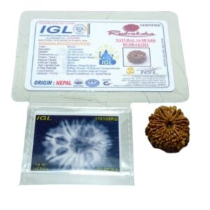 Nepali 14 Mukhi Rudraksha 4.3 gram & 25.6mm - Lab Certified, Original & Natural - Image 4