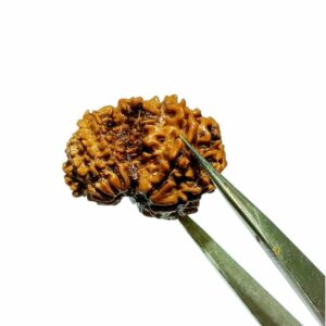 Abhimantrit 9 Mukhi Garbh Gauri Rudraksha 25.5mm With X-ray Report & Lab Certification - Image 4