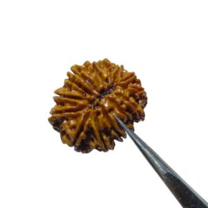 Nepali 14 Mukhi Rudraksha 4.3 gram & 25.6mm - Lab Certified, Original & Natural - Image 5