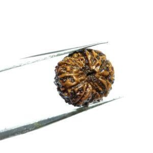 13 Mukhi Rudraksha 15.8 mm - Lab Certified (Indonesia) Original & Natural - Image 2