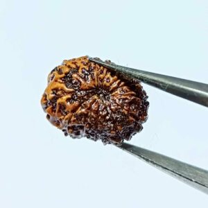 13 Mukhi Rudraksha 15.8 mm - Lab Certified (Indonesia) Original & Natural - Image 7