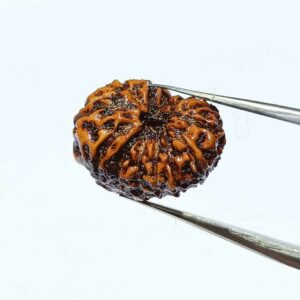 13 Mukhi Rudraksha 15.8 mm - Lab Certified (Indonesia) Original & Natural - Image 4