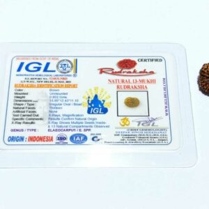 13 Mukhi Rudraksha 15.8 mm - Lab Certified (Indonesia) Original & Natural - Image 3