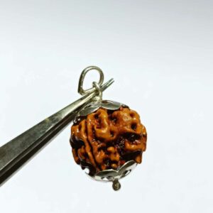 Nepali 4 Mukhi Rudraksha Bead In Silver Locket- Abhimantrit, Affordable & Certified - Image 5
