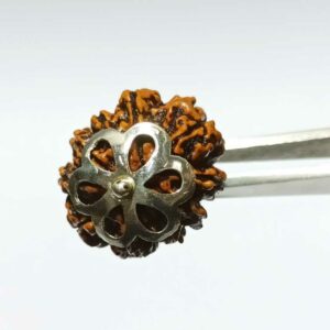Abhimantrit Nepali 10 Mukhi Rudraksha bead in Silver Locket, Natural & Certified - Image 3