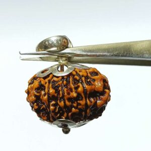 Abhimantrit Nepali 10 Mukhi Rudraksha bead in Silver Locket, Natural & Certified - Image 2