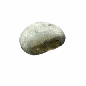 Laxmi Narayan Shaligram 100% Genuine & Rare 456 Gram (Lakshmi narayan) - Image 2